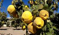 برداشت به از باغات شهرستان شهربابک